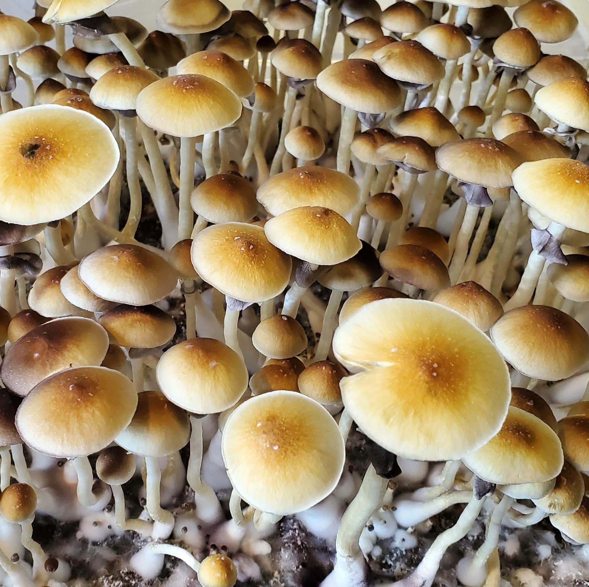 Blue Meanies - FunGuyz Magic Mushrooms