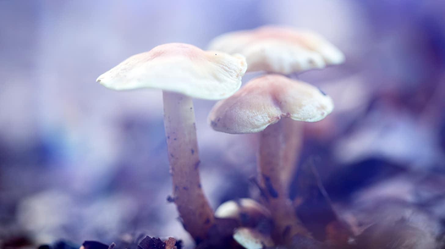 Magic Mushrooms Effects on Brain. Latest Research Summary