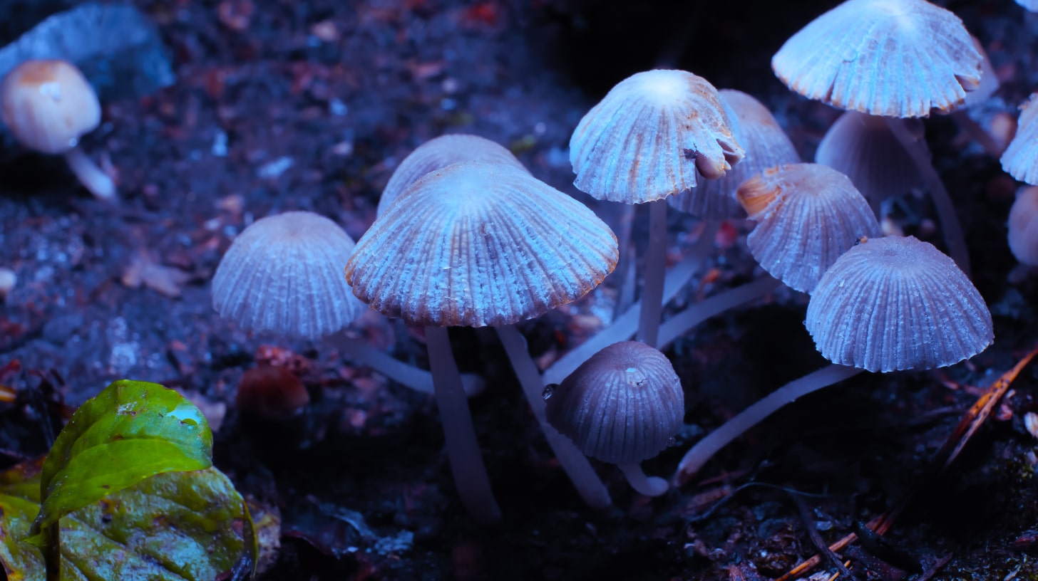 Top 5 Exquisite Magic Mushroom Delights