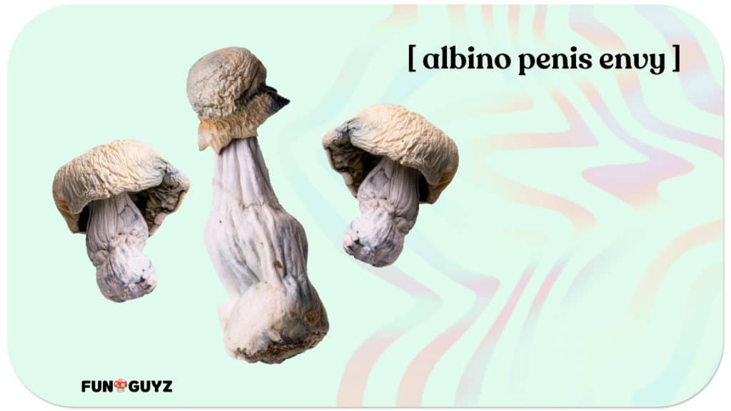 Dried albino penis envy mushrooms appearance