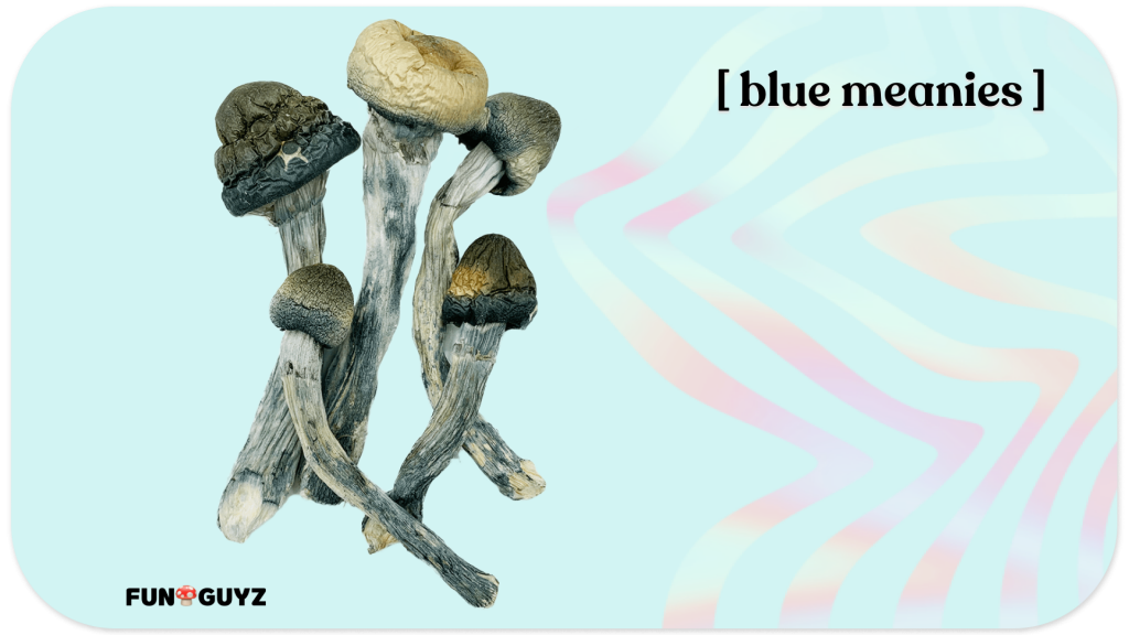 Blue meanie shrooms in dried form on blue background