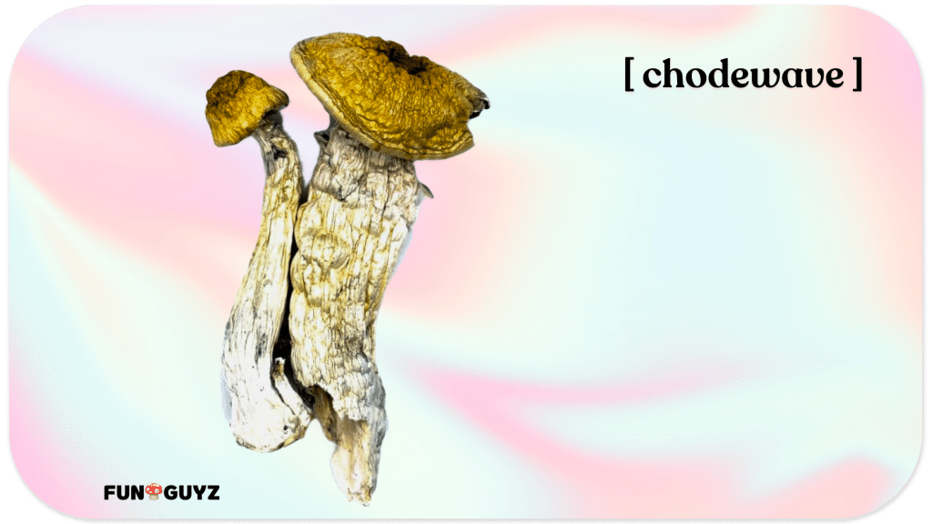 chodewave shrooms in dierd form
