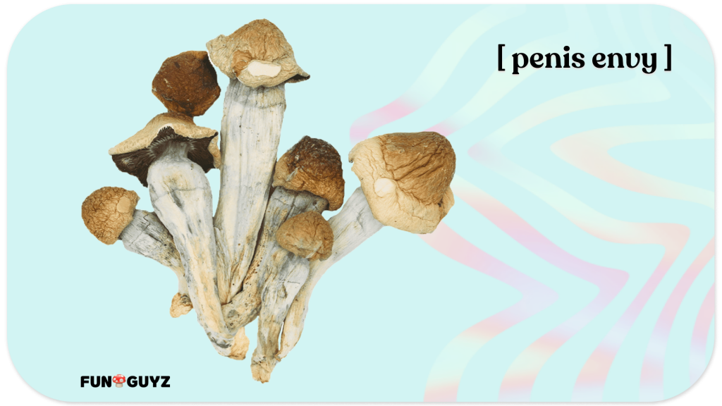 Penis envy magic mushroom strain appearance